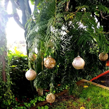 Lemmon Tree Appartement